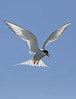 Sterna: Arctic tern (Sterna paradisaea) hovering against