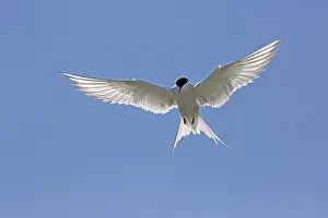 Sterna: Arctic tern (Sterna paradisaea) hovering against