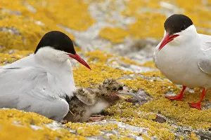 Gull: Arctic Tern (Sterna paradisaea) pair feeds chick