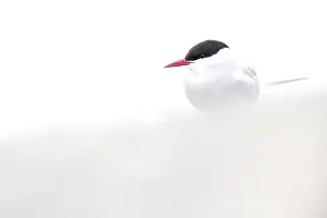 Gravel: Arctic Tern (Sterna paradisaea) sitting on grav