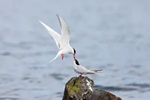 Paradisea: Arctic Terns