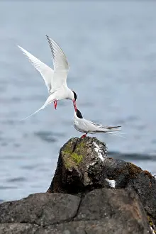 Paradisea: Arctic Terns