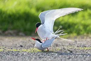 Tern: Arctic Terns - Mating - UK