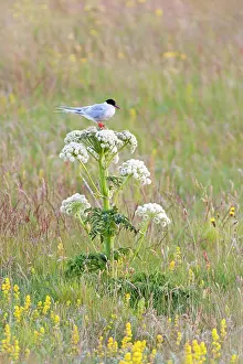 Angelica: Arctic Tern(Sterna paradisaea) resting on Wild Angelica (Ang