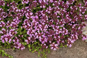 Thyme: An arctic thyme