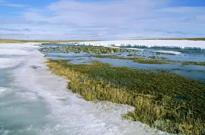 Melts: Arctic tundra - snow melts in small river valley
