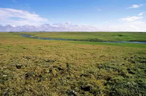 Lemming: Arctic tundra, a typical landscape near Dikson