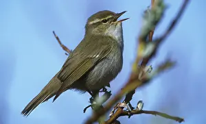 Phylloscopus: Arctic Warbler