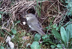 Sid Roberts: ARCTIC WARBLER - AT NEST