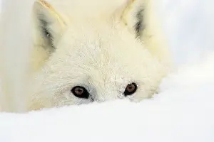 Wolves: Arctic Wolf / Arctic Gray Wolf - in deep snow