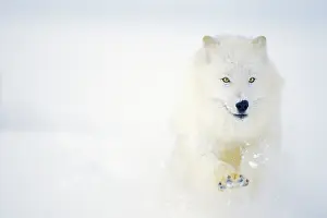 Wolves: Arctic Wolf / Arctic Gray Wolf - running in winter snow