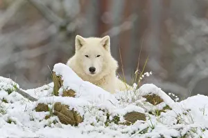 Arctos: Arctic wolf (Canis lupus arctos), adult, lies, snow
