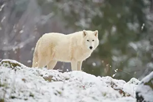 Arctos: Arctic wolf (Canis lupus arctos), adult, snow, winter