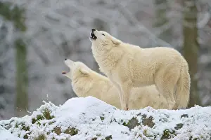 Sound: Arctic wolf (Canis lupus arctos), adult, two animals