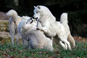 Conflict: Arctic wolf (Canis lupus arctos), in captivity