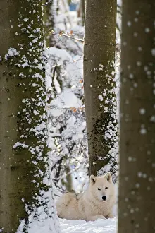 Eifel: Arctic wolf (Canis lupus arctos), Kasselburg Game