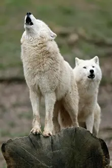 Howling: Arctic wolf (Canis lupus arctos) two wolves howling