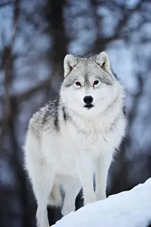 Viewed: Arctic Wolf, Polar Wolf or White Wolf (Canis lupus