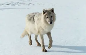 Wolves: ARCTIC WOLF - running across snow
