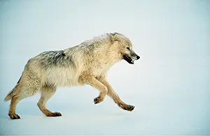 Wolves: ARCTIC WOLF - runs in snow