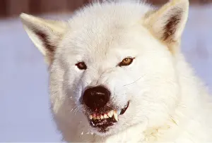 Mary Clay: ARCTIC WOLF / Tundra wolf - snarling, close-up of head