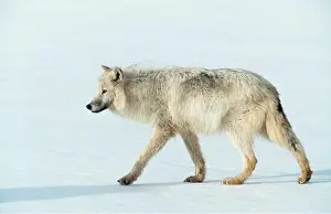 Wolves: ARCTIC WOLF - walking across snow