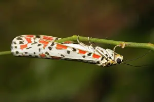 Arctiidae: Arctiid moth