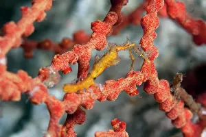 Decapod: Arcturid Isopod