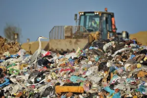 Scrap: Ardea cinerea Ardea