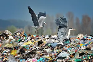 Scrap: Ardea cinerea Ardea