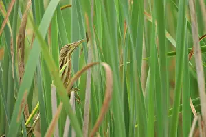 Minutus: Ardea minuta Ixobrychus minutus Ixobrychus