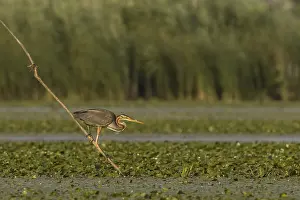 Estuary: Ardea purpurea, danube delta, romania