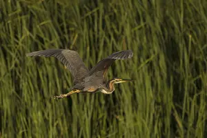 Estuary: Ardea purpurea, danube delta, romania