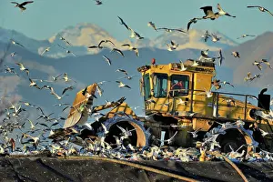Scrap: Ardeidae Accipitridae Laridae