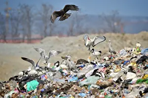 Scrap: Ardeidae Threskiornithidae Accipitridae Laridae