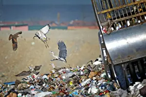 Scrap: Ardeidae Threskiornithidae Accipitridae Laridae
