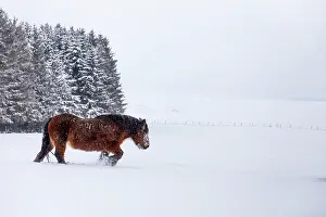 Winds: Ardennais horse in a snowy meadow during a snowfall