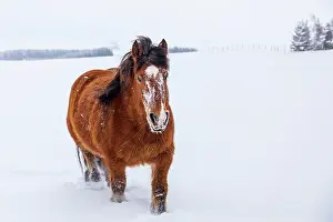 Draught: Ardennais horse in a snowy meadow during a snowfall