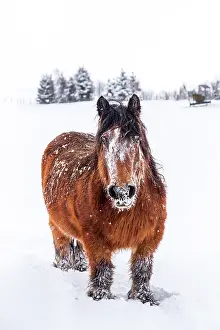 Draught: Ardennais horse in a snowy meadow during a snowfall