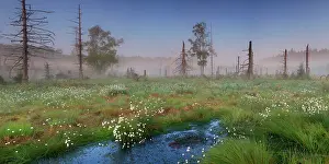 Peat: Ardennes bog, Ardennes