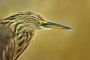 Bharatpur: Ardeola grayii Ardeola