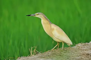 Ralloides: Ardeola ralloides Ardeola