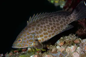 Grouper: Areolate Grouper - Melasti dive site, Tulamben