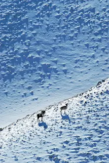 Brian Mcdairmant: Argali / Wild Sheep 4600m