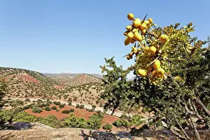 Argan: Argan