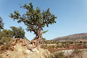 Argan: Argan