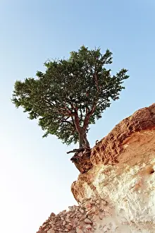 Clifftop: Argan