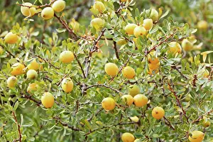 Argan: Argan