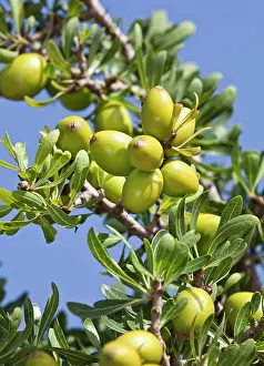 Argan: Argan