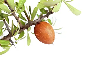 Argan: Argan